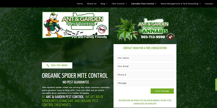 cannabis spider mites